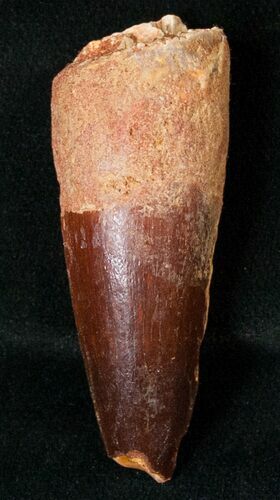 Spinosaurus Tooth - Aquatic Dinosaur #18201